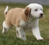 Oliver