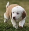 Oliver