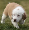 Oliver