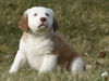 Oliver
