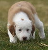 Oliver