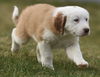 Oliver