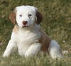 Oliver
