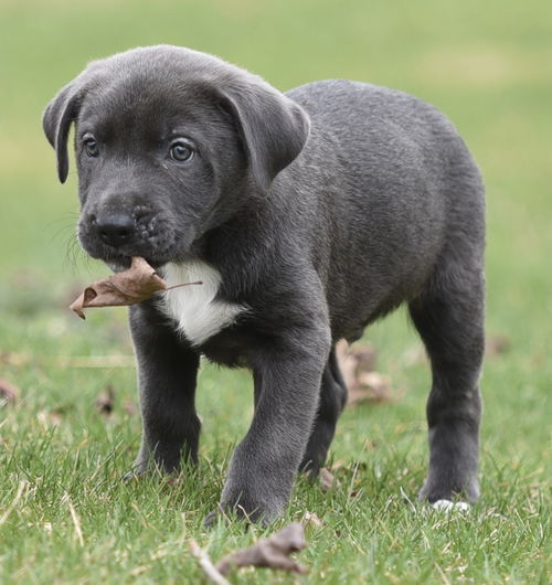 Wesson