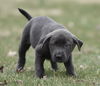Wesson