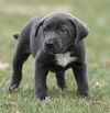 Wesson