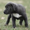 Wesson