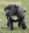Wesson