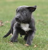 Wesson