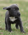 Wesson