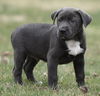 Wesson