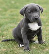 Wesson