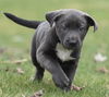 Wesson