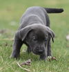 Wesson