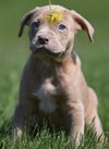 Hooch