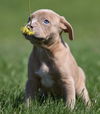 Hooch