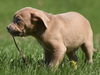 Hooch