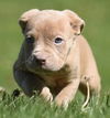 Hooch