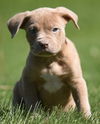 Hooch