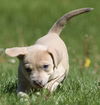 Horatio