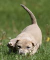 Horatio