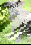 Bo