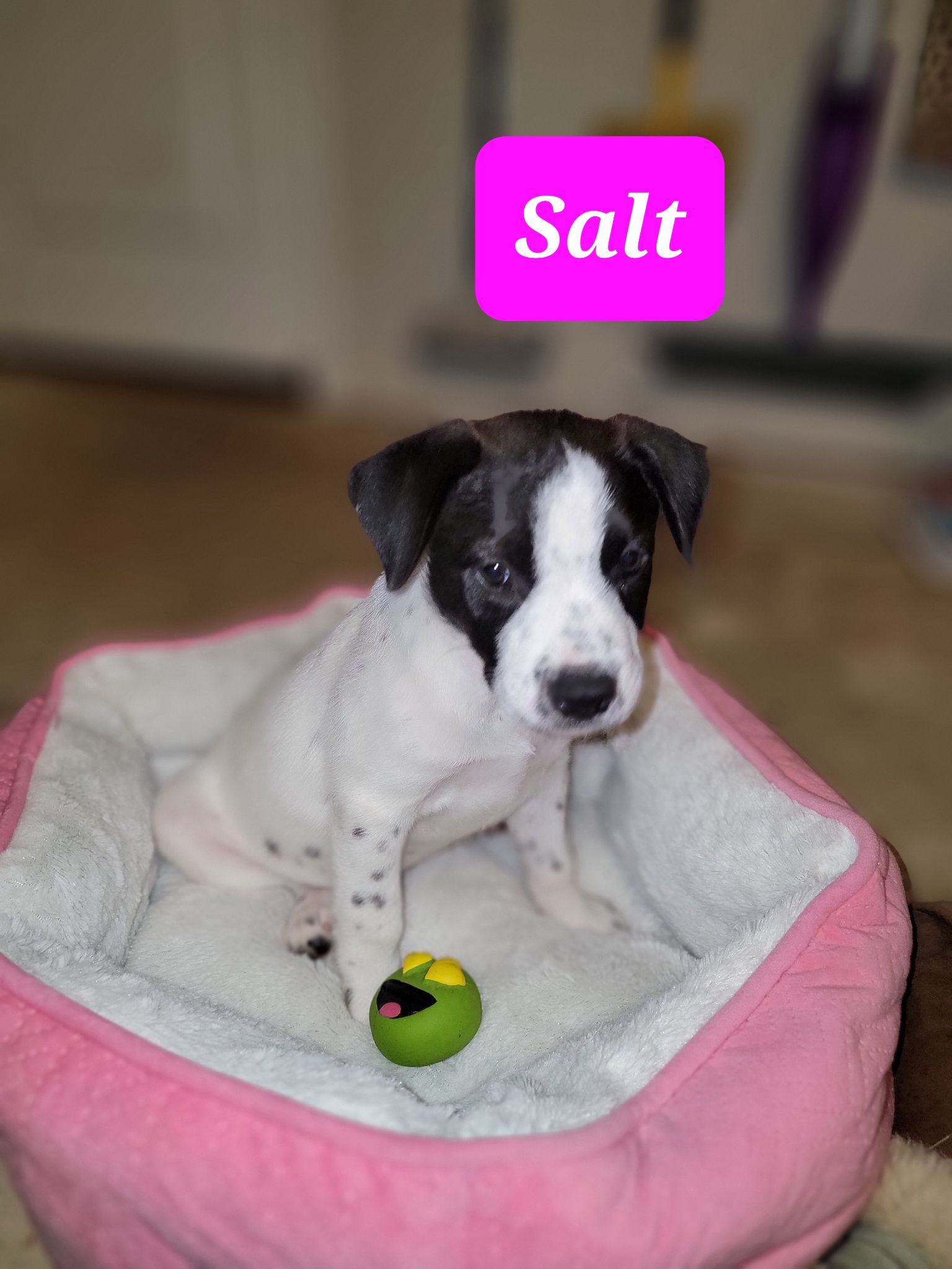 Dog for Adoption Salt, a Australian Cattle Dog/Blue Heeler in Fletcher, OK Alpha Paw
