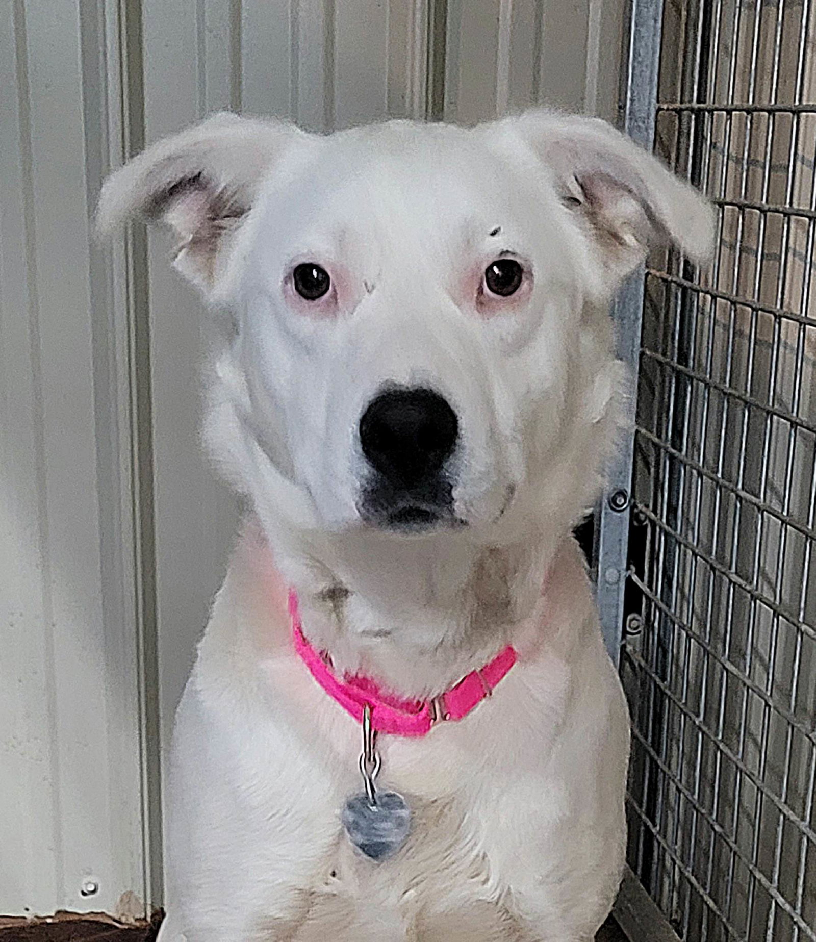 Dog for Adoption Zia, a Great Pyrenees in Caddo County, OK Alpha Paw