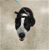 adoptable Dog in newcastle, OK named Oreo