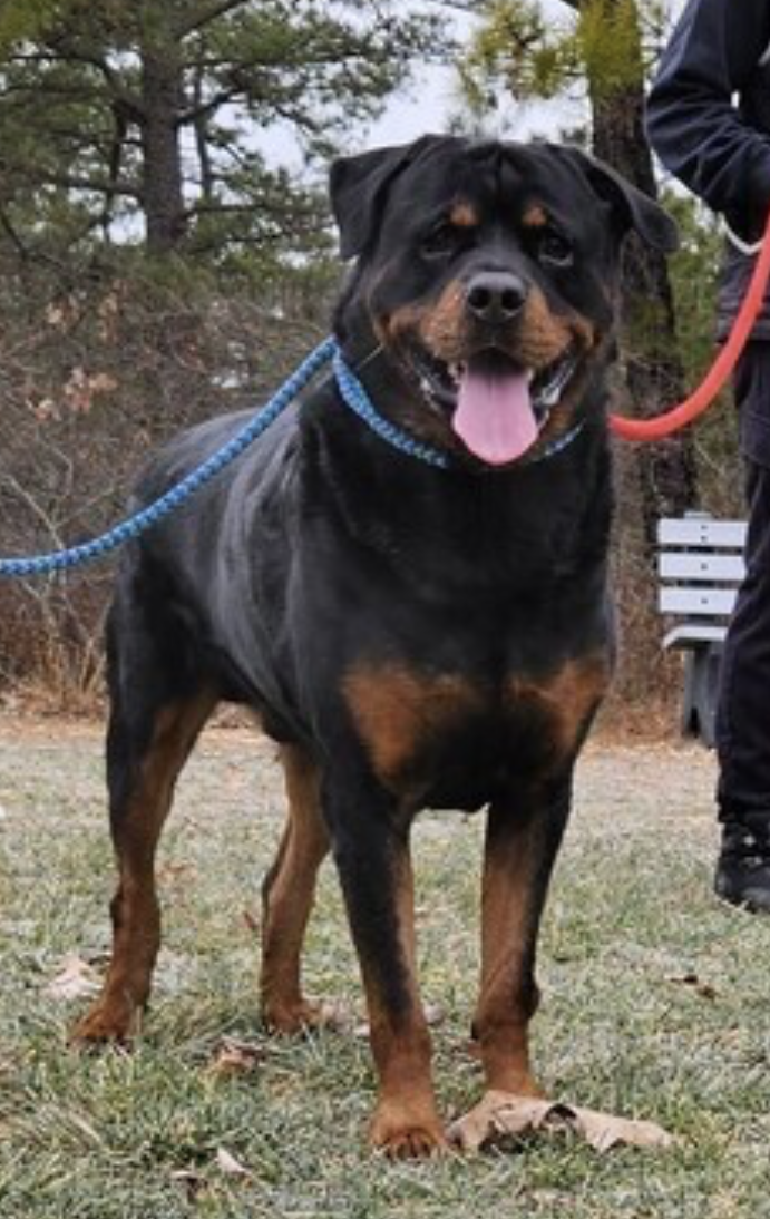 Dog for Adoption Argos, a Rottweiler in Spencer, MA Alpha Paw