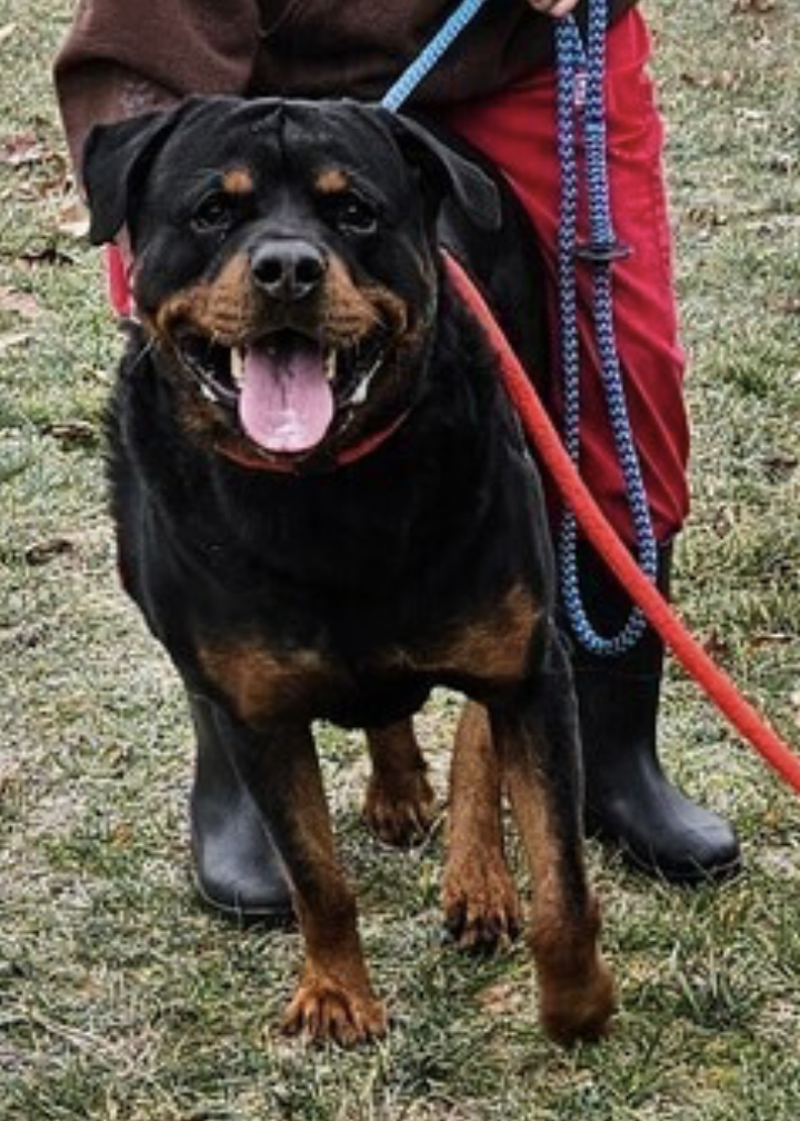 Dog for Adoption Argos, a Rottweiler in Hamilton Worcester, MA