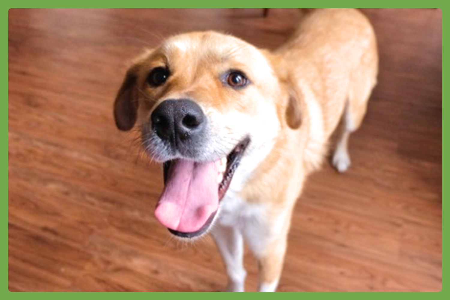 Dog for Adoption Jax, a Golden Retriever in ster, MA Alpha Paw