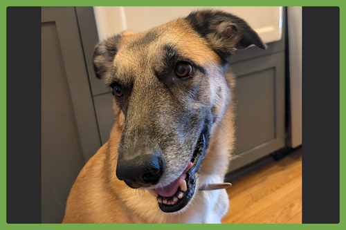 KONA - Anatolian Shepherd available for adoption