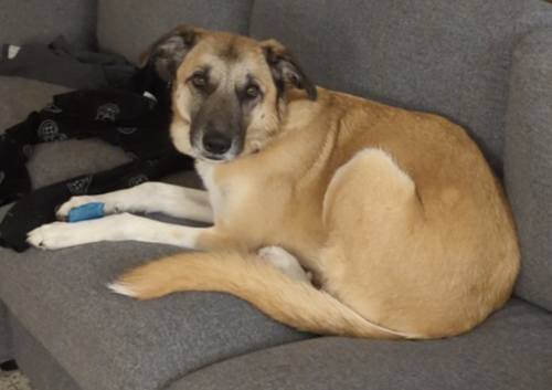 KONA - Anatolian Shepherd available for adoption