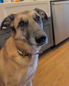 Kona - Photo 4