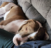 Sully - Photo 5