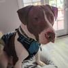 Sully - Photo 8