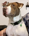 Sully - Photo 10