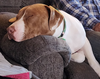 Sully - Photo 12