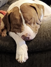 Sully - Photo 13