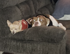 Sully - Photo 14