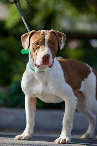 SULLY - Basset Hound / American Pit Bull Terrier available for adoption