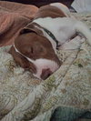 Sully - Photo 6