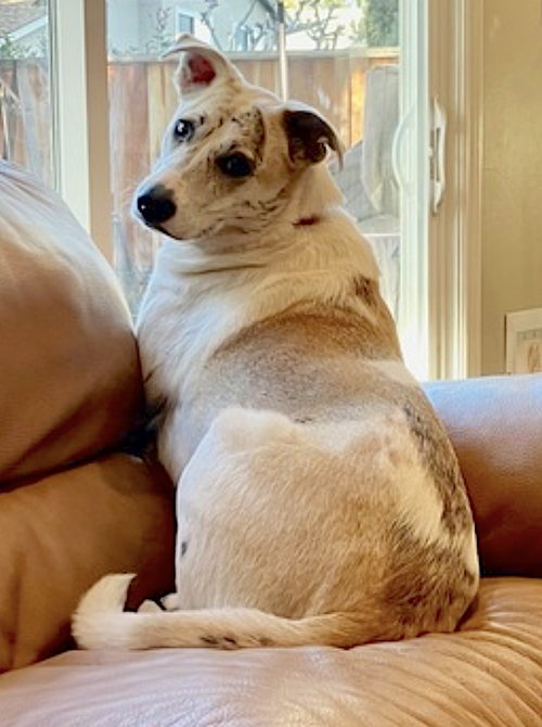 TRIXIE - Border Collie available for adoption