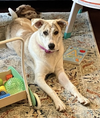 Trixie - Photo 3