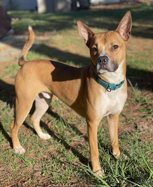 MARVEL - Boxer / American Pit Bull Terrier available for adoption