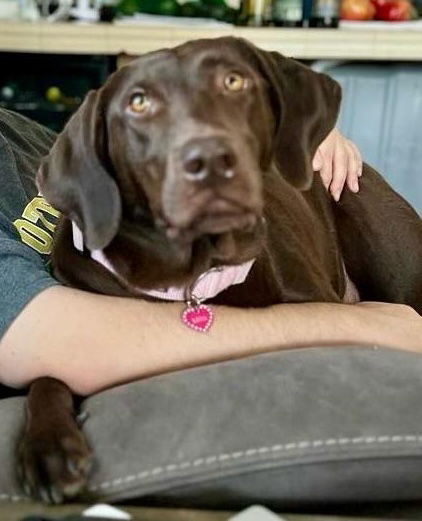 Dog for Adoption - Mila, a Labrador Retriever in Paxton, MA | Alpha Paw