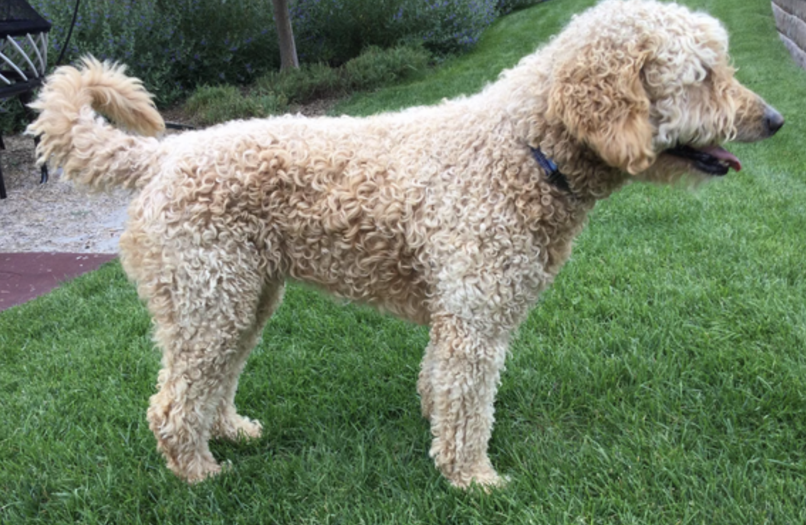 Sully Rescue Dog for Adoption - Sully, a Poodle (unknown type) in Springfield, MA ...