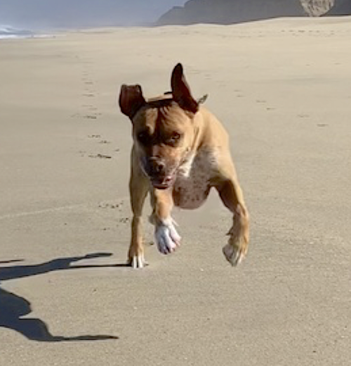 Jax, photo 12