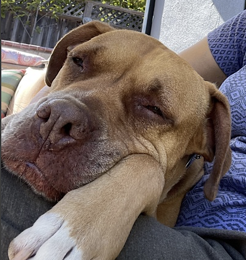 Jax, photo 15